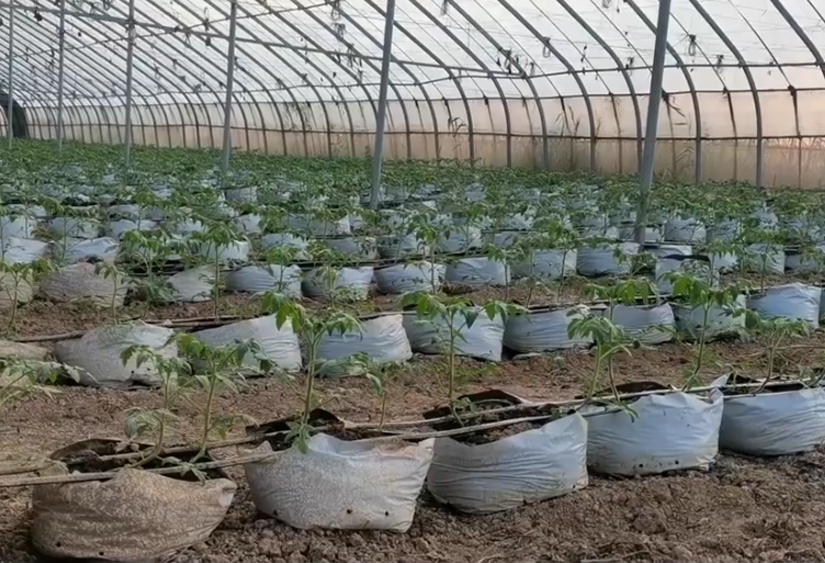 赤霉素促进植物生长_植物生长调节剂赤霉素的作用_赤霉素是植物生长调节剂